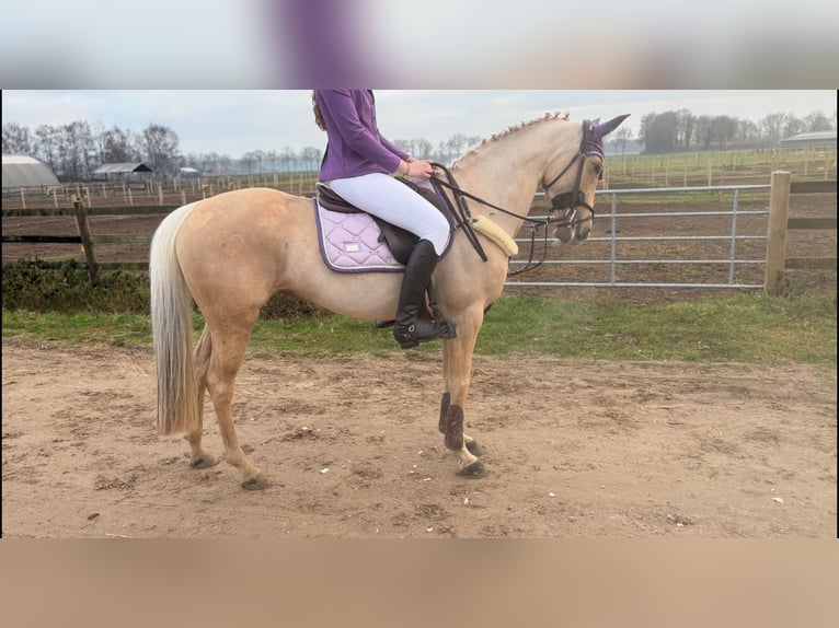 Palomino Mare 9 years 14,2 hh Palomino in Meijel