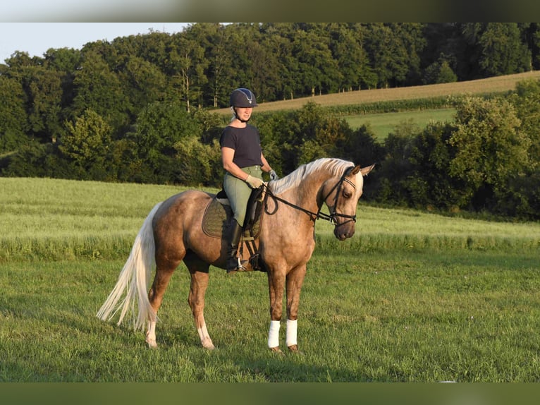 Palomino Mare 9 years 16 hh Palomino in Heidenheim