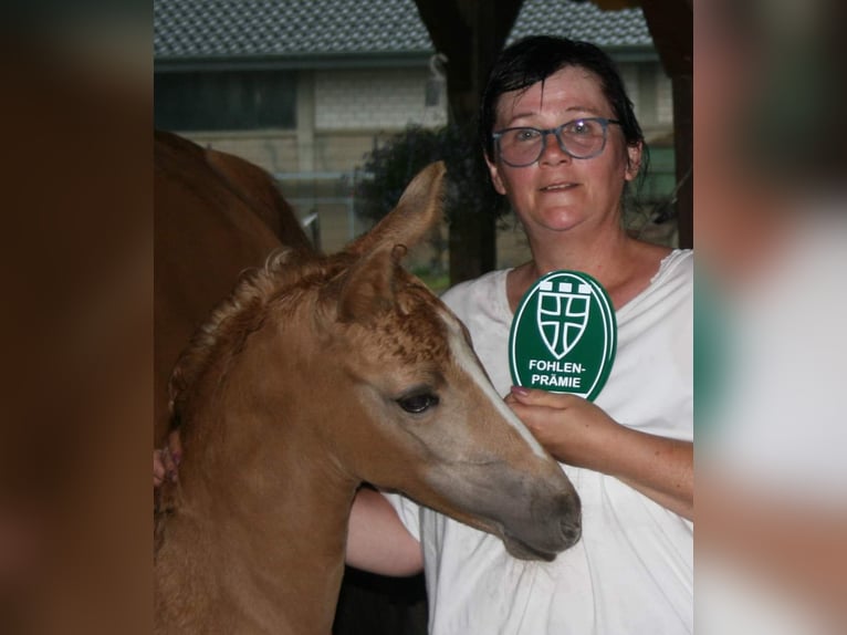 Palomino Mare Foal (06/2024) 16 hh Palomino in Bad Grund