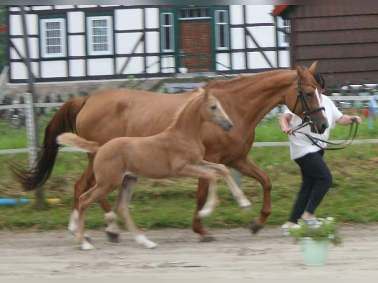 Palomino Mare Foal (06/2024) 16 hh Palomino in Bad Grund