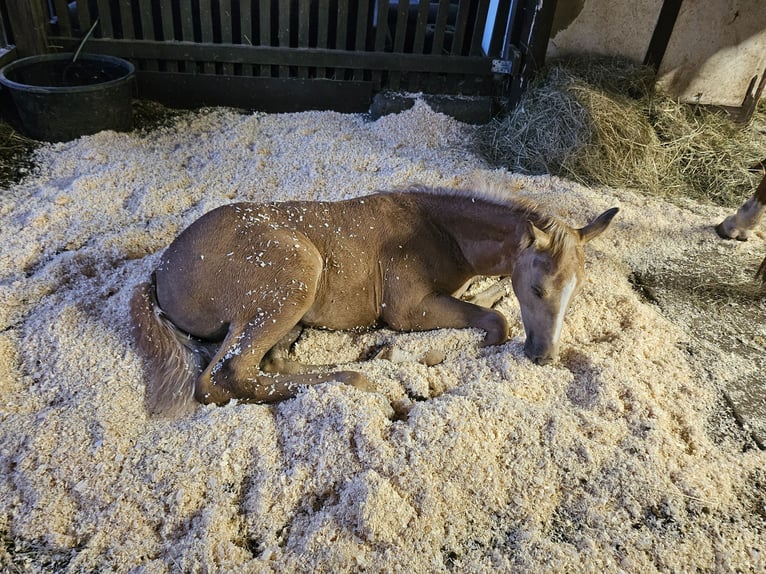 Palomino Mare Foal (06/2024) 16 hh Palomino in Bad Grund