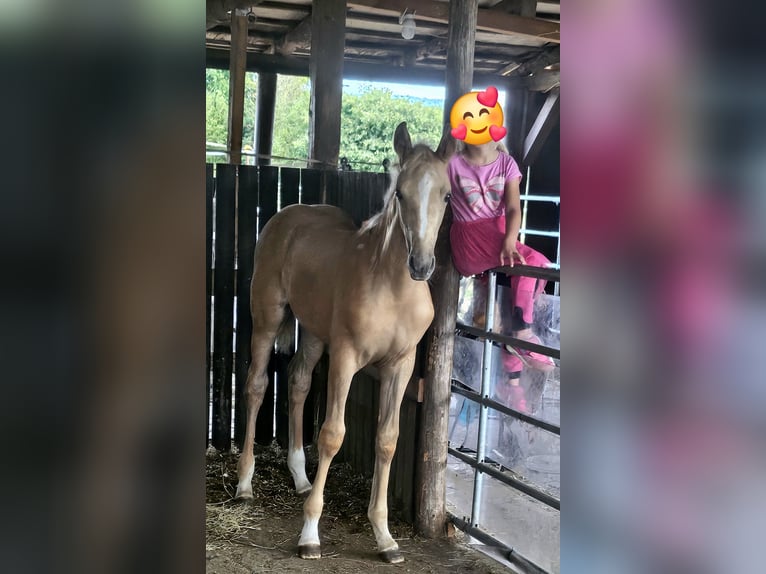 Palomino Mare Foal (06/2024) 16 hh Palomino in Bad Grund