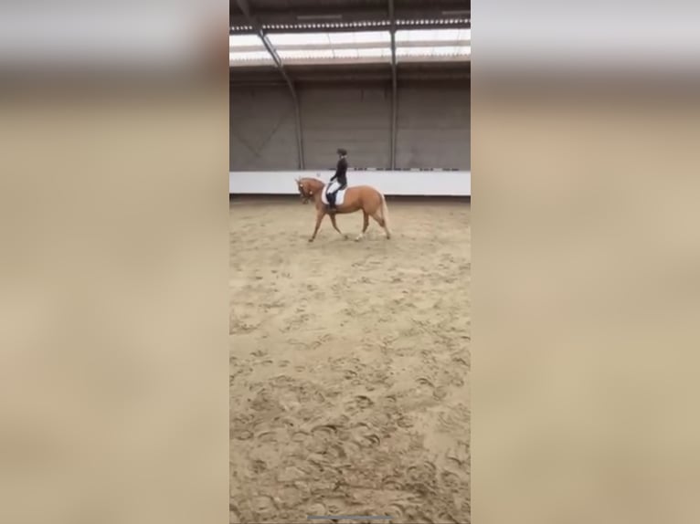 Palomino Mix Merrie 11 Jaar 160 cm Palomino in hoogstraten