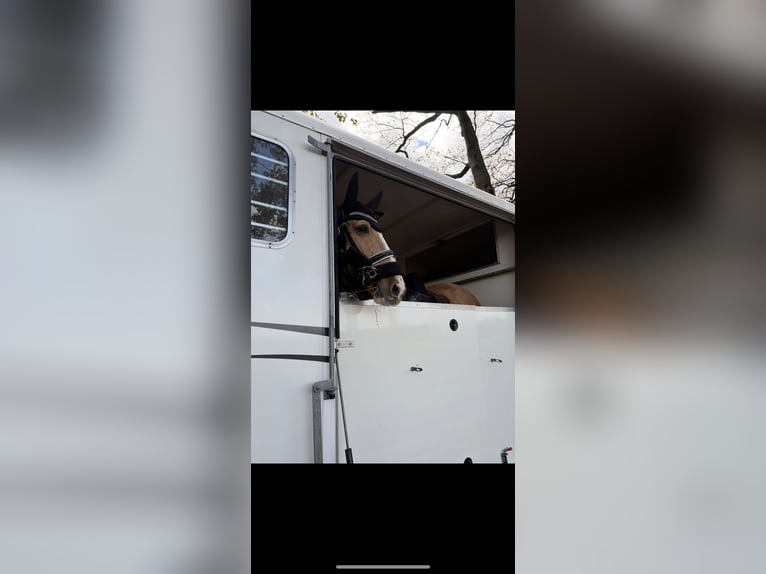 Palomino Mix Merrie 11 Jaar 160 cm Palomino in hoogstraten