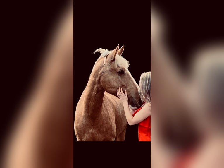 Palomino Mix Merrie 11 Jaar 160 cm Palomino in hoogstraten