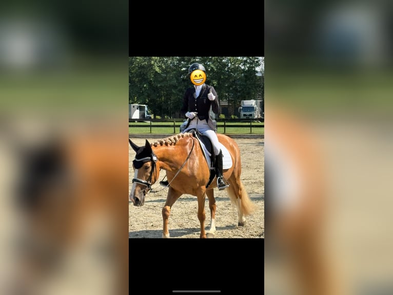 Palomino Mix Merrie 11 Jaar 160 cm Palomino in hoogstraten