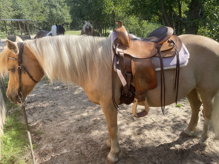 Palomino Merrie 18 Jaar 135 cm Palomino in Ahausen