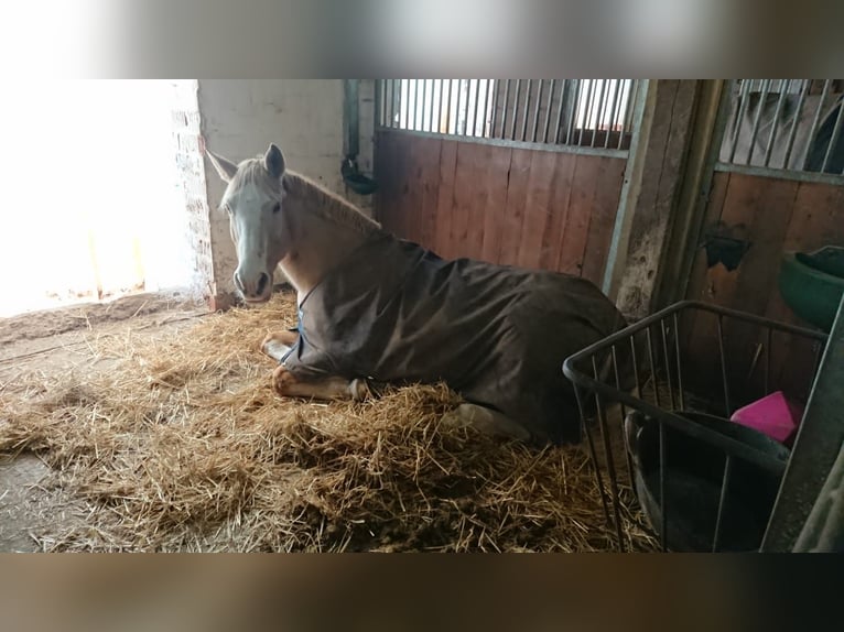 Palomino Mix Merrie 19 Jaar 162 cm Palomino in Ronshausen