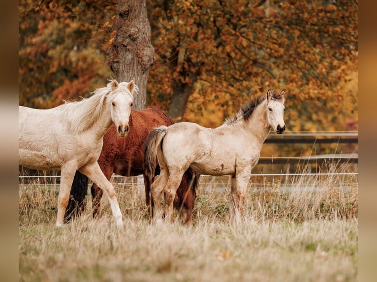 Palomino Merrie 1 Jaar 157 cm Buckskin in Thedinghausen