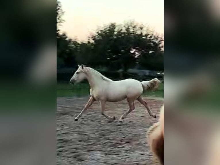 Palomino Merrie 1 Jaar 163 cm Palomino in Epen