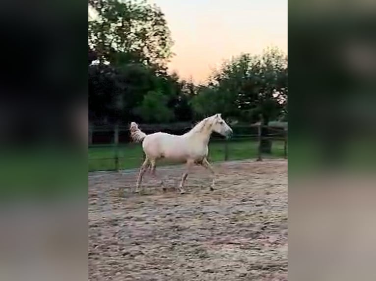 Palomino Merrie 1 Jaar 163 cm Palomino in Epen