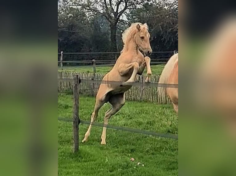 Palomino Merrie 1 Jaar 163 cm Palomino in Epen