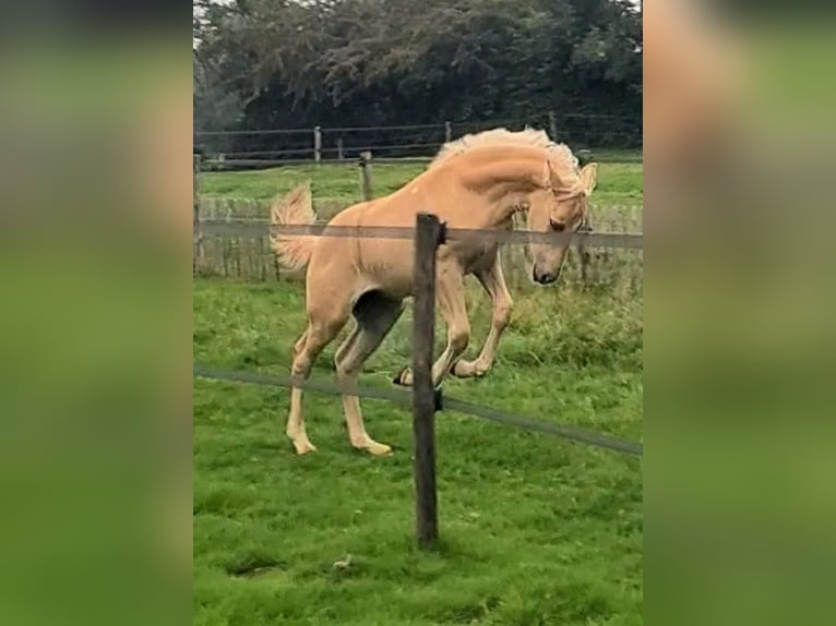 Palomino Merrie 1 Jaar 163 cm Palomino in Epen