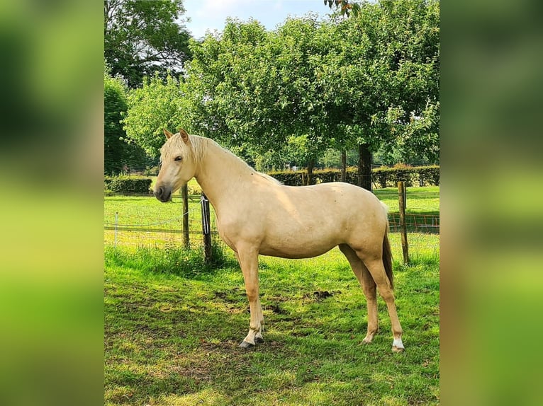 Palomino Merrie 1 Jaar 163 cm Palomino in Epen