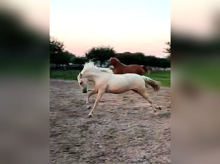 Palomino Merrie 1 Jaar 163 cm Palomino in Epen