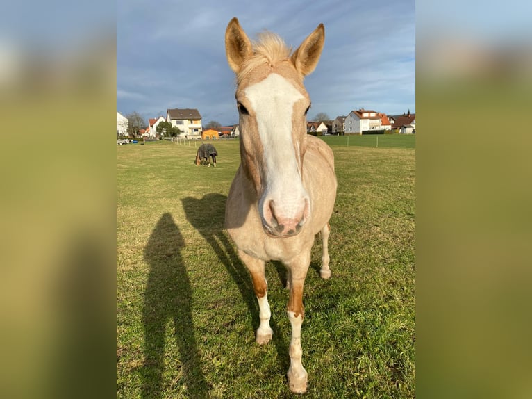 Palomino Mix Merrie 20 Jaar 162 cm Palomino in Bebra
