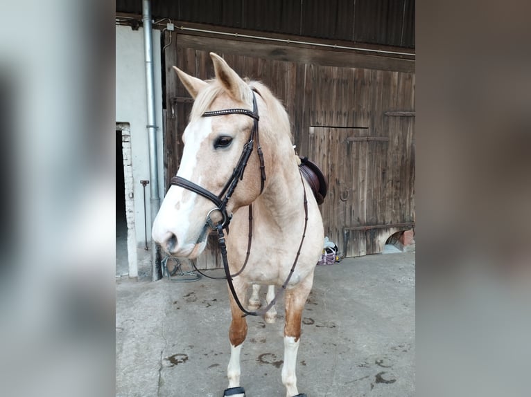 Palomino Mix Merrie 20 Jaar 162 cm Palomino in Bebra