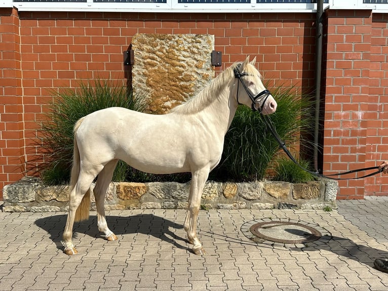 Palomino Merrie 3 Jaar 141 cm Palomino in Porta Westfalica