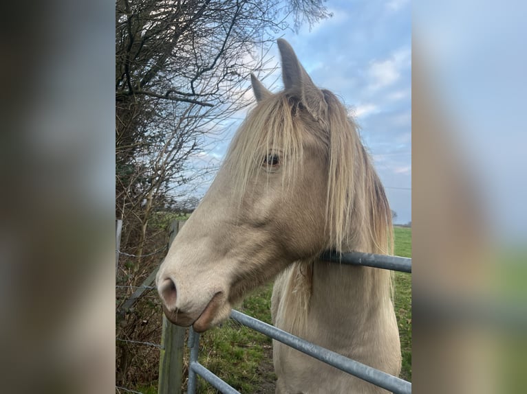 Palomino Merrie 3 Jaar 148 cm Champagne in Saint aubin le vertueux