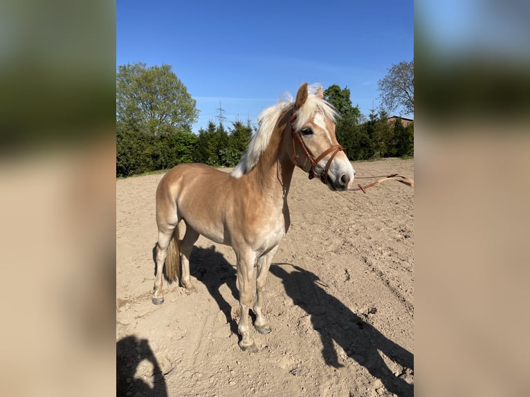 Palomino Merrie 4 Jaar 145 cm Palomino in Grabowh&#xF6;fe