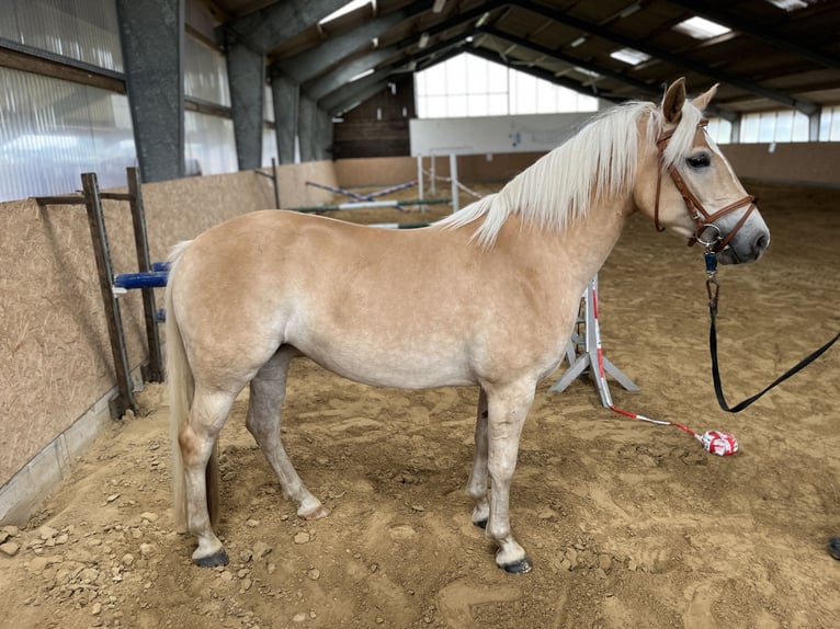 Palomino Merrie 4 Jaar 145 cm Palomino in Grabowh&#xF6;fe
