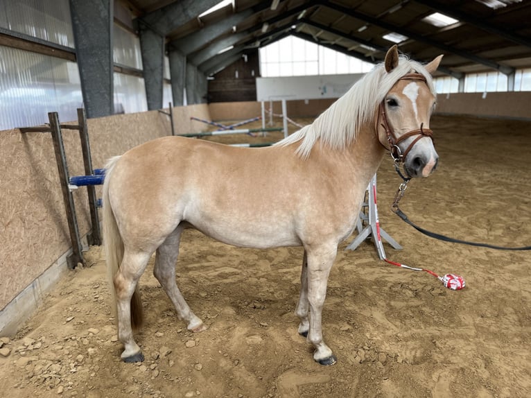 Palomino Merrie 4 Jaar 145 cm Palomino in Grabowh&#xF6;fe