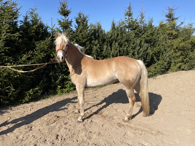 Palomino Merrie 4 Jaar 145 cm Palomino in Grabowh&#xF6;fe