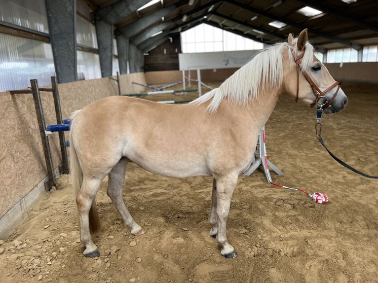 Palomino Merrie 4 Jaar 145 cm Palomino in Grabowh&#xF6;fe
