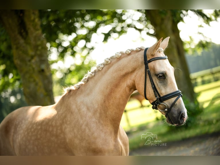 Palomino Merrie 4 Jaar 150 cm Palomino in Wouwse Plantage