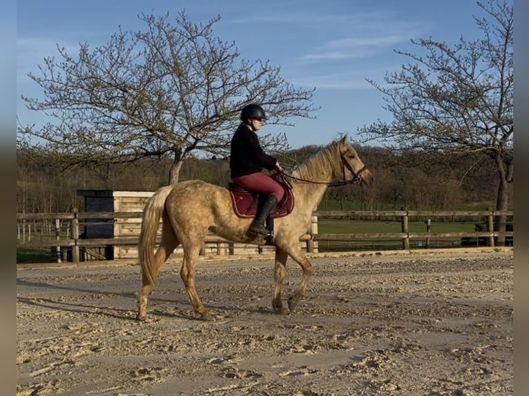 Palomino Merrie 4 Jaar 155 cm Palomino in Villeneuve sur lot