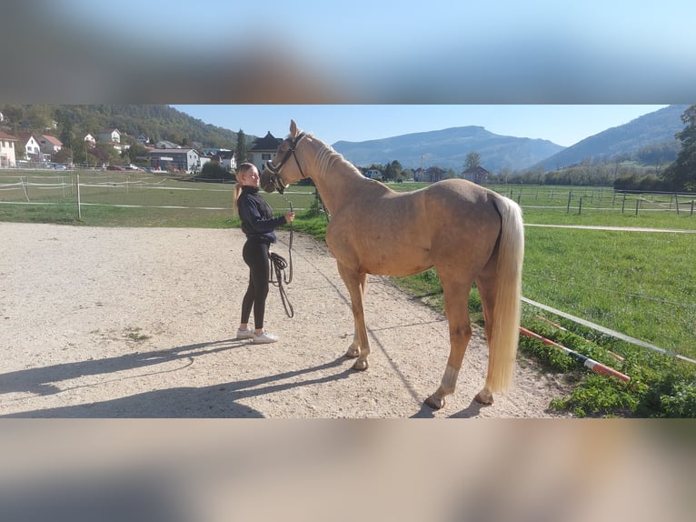 Palomino Merrie 4 Jaar 160 cm Palomino in Laupersdorf