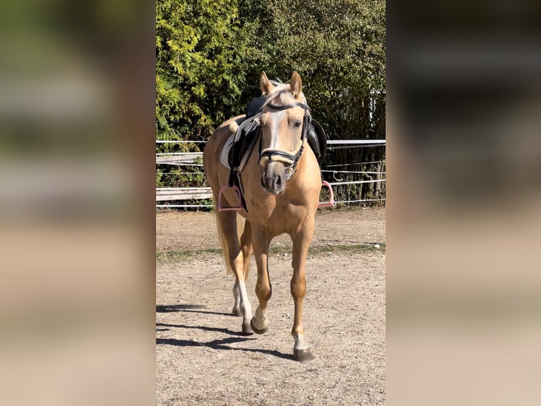 Palomino Merrie 4 Jaar 160 cm Palomino in Laupersdorf