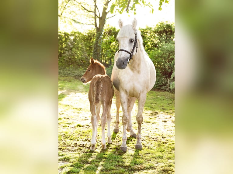 Palomino Merrie 4 Jaar 168 cm Pearl in Bocholt