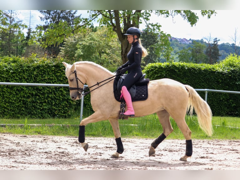 Palomino Merrie 5 Jaar 162 cm Palomino in Überherrn