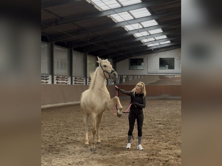 Palomino Merrie 5 Jaar 162 cm Palomino in Überherrn