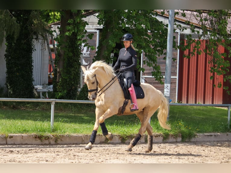 Palomino Merrie 5 Jaar 162 cm Palomino in Überherrn