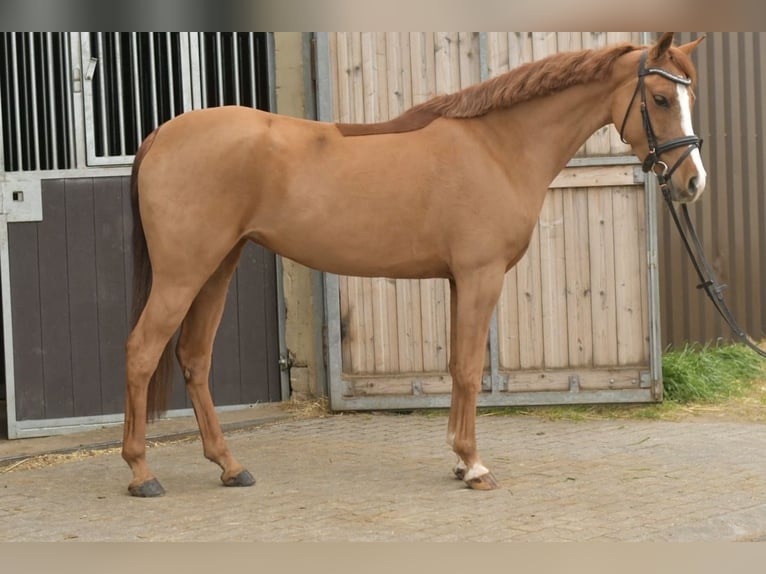 Palomino Merrie 6 Jaar 145 cm Vos in Geilenkirchen