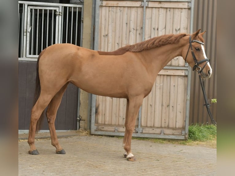Palomino Merrie 6 Jaar 145 cm Vos in Geilenkirchen