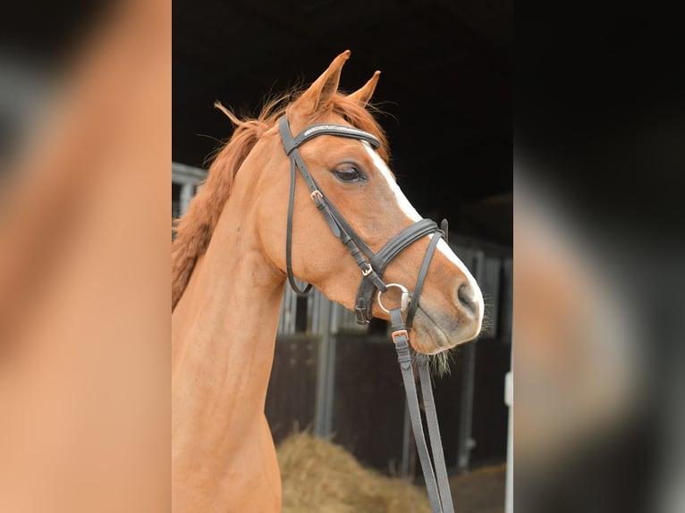 Palomino Merrie 6 Jaar 145 cm Vos in Geilenkirchen