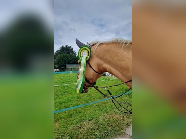 Palomino Merrie 7 Jaar 140 cm Cremello in Laarne