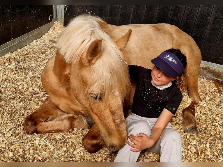 Palomino Merrie 7 Jaar 140 cm Cremello in Laarne