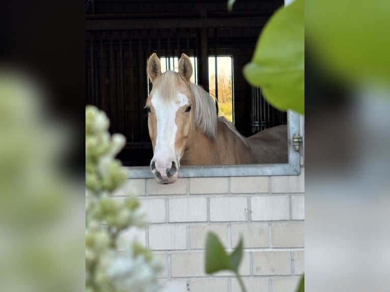 Palomino Merrie 7 Jaar 142 cm Palomino in Zossen