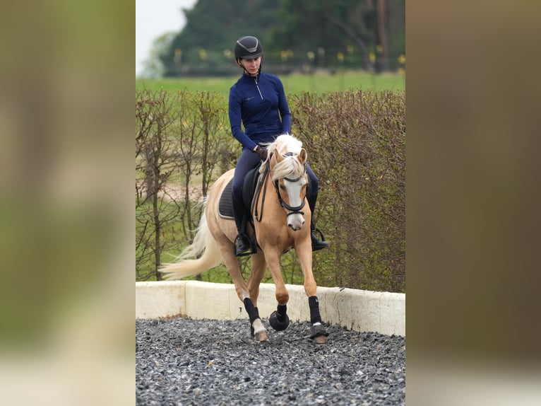 Palomino Merrie 7 Jaar 142 cm Palomino in Zossen