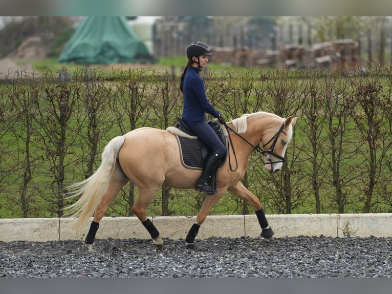 Palomino Merrie 7 Jaar 142 cm Palomino in Zossen