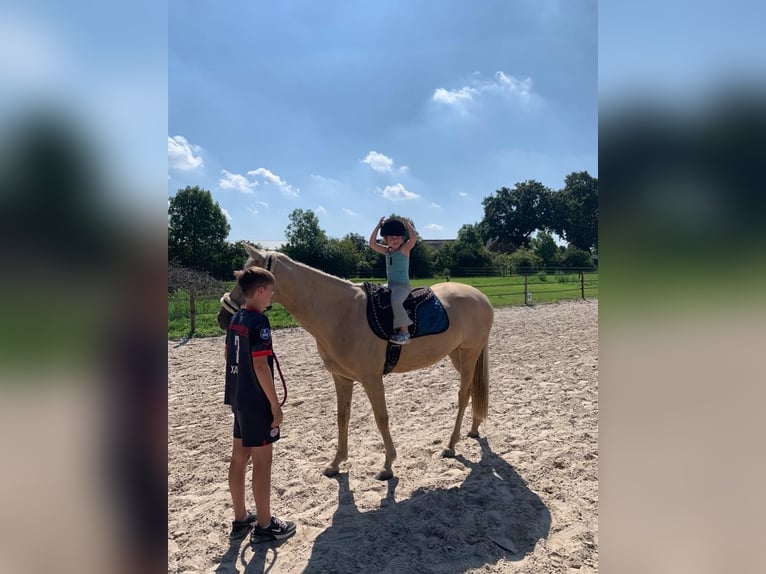 Palomino Merrie 9 Jaar 148 cm Palomino in Meijel