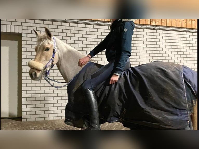 Palomino Merrie 9 Jaar 148 cm Palomino in Meijel