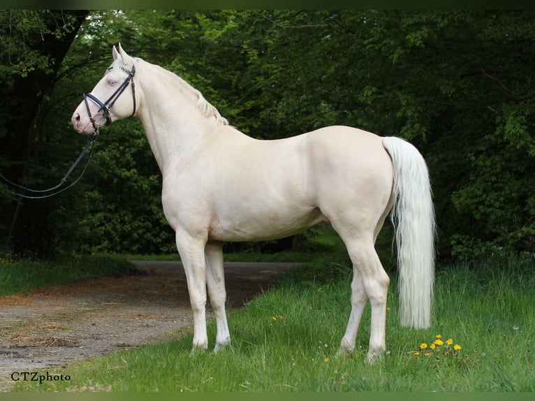 Palomino Ogier 15 lat 170 cm Cremello in Hemmet