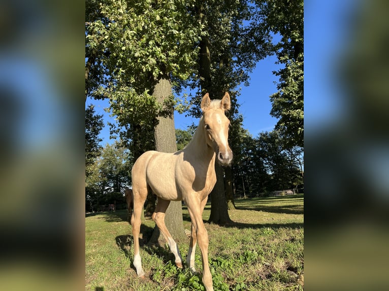 Palomino Ogier 1 Rok 135 cm Izabelowata in Diepenau