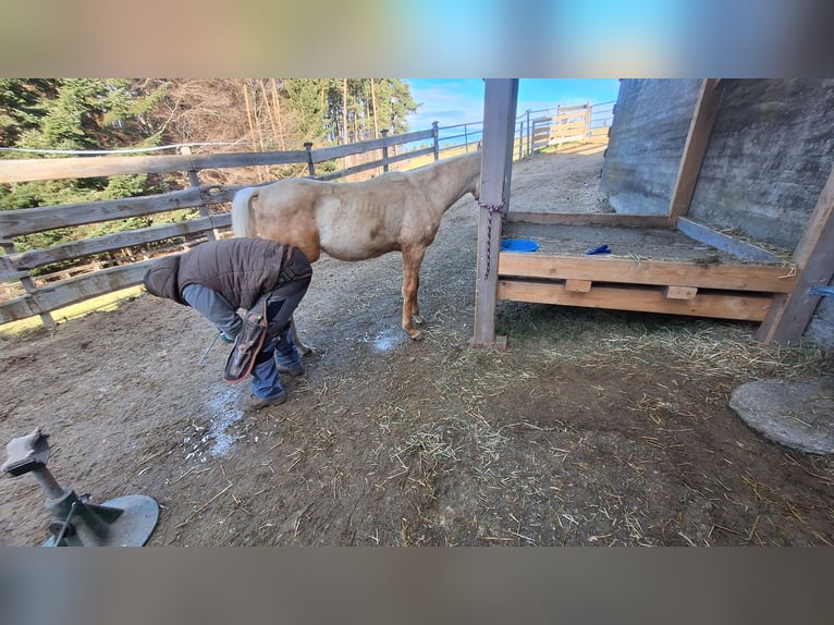 Palomino Ogier 1 Rok Izabelowata in Scheiblingkirchen-Thernberg