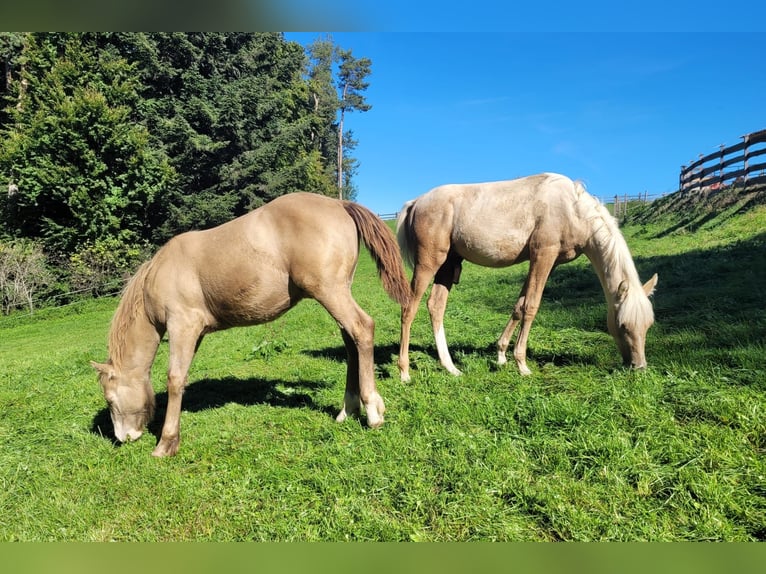 Palomino Ogier 1 Rok Izabelowata in Scheiblingkirchen-Thernberg